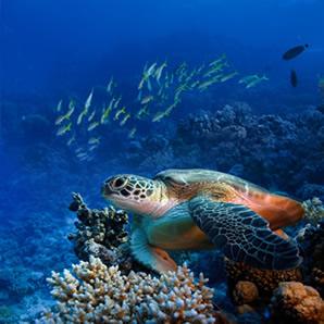 tartarugas marinhas