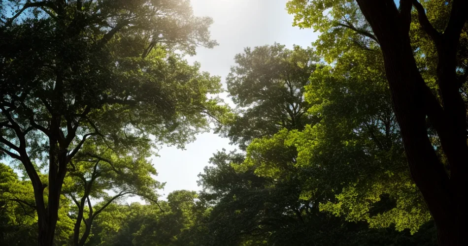 Fotos meditacao jardim luz silencio 1